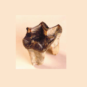 titanthothere fossil tooth replica