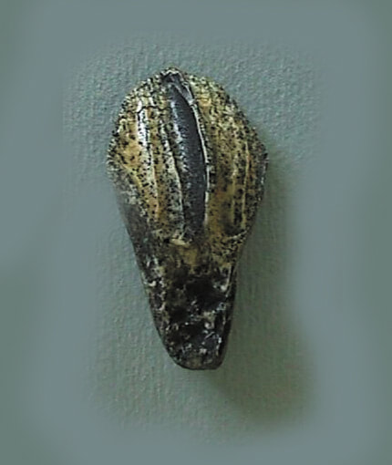 triceratops tooth replica