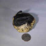 trilobite-metacantina-barrandea-replica-P013