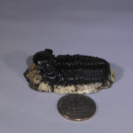 trilobite phacops rana matrix