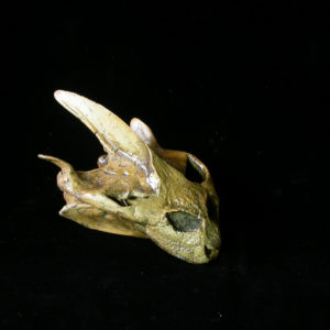 trionyx turtle skull replica
