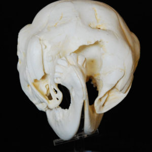 two-headed calf skull replica