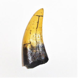 tyrannosaurus rex 5.5 tooth replica