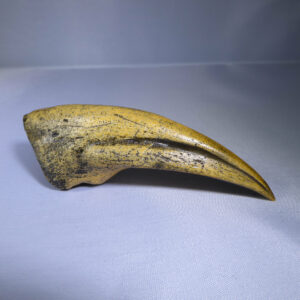 velociraptor dinosaur claw replica facing right