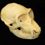 vervet monkey female skull
