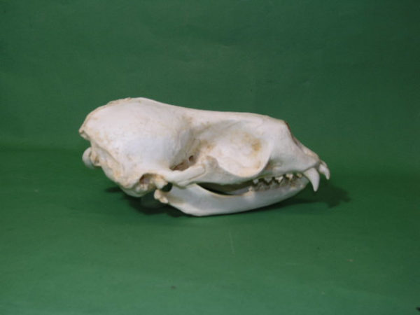 weddell seal skull replica