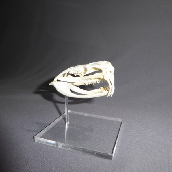 western diamondback rattlesnake skull right RS421