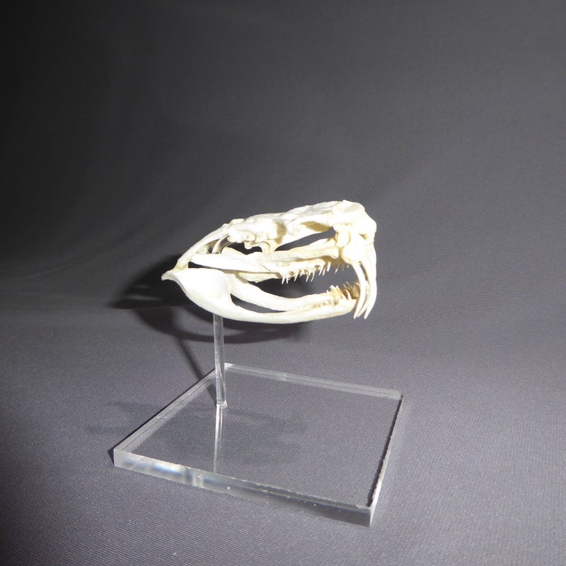 western-diamondback-rattlesnake-skull-right-RS421