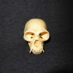 western-hoolock-gibbon-skull-CARB2363
