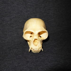 western hoolock gibbon skull