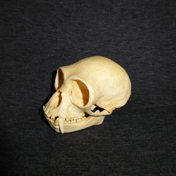 western hoolock gibbon skull facing left CARB2363