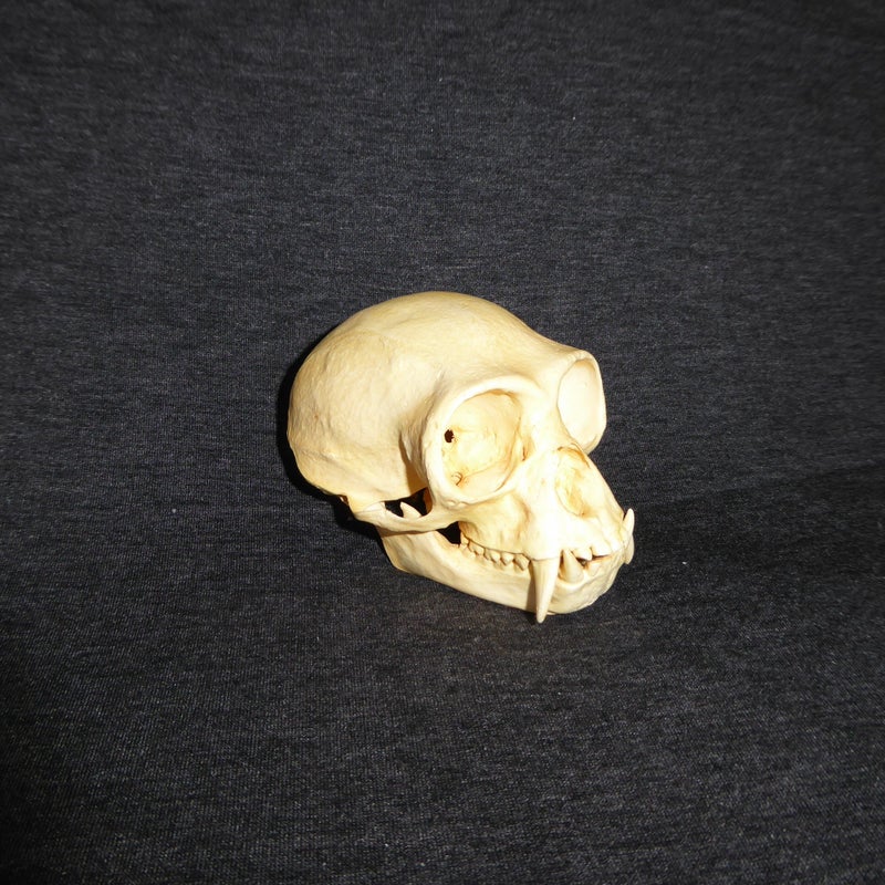 western-hoolock-gibbon-skull-replica-bright-right-CARB2363
