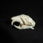 white-tailed prairie dog skull