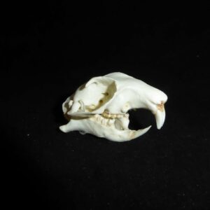 white tailed prairie dog skull facing right RS514