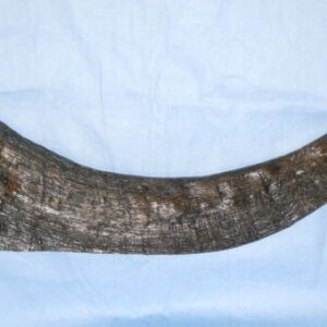 woolly rhinoceros horn a close up S308H