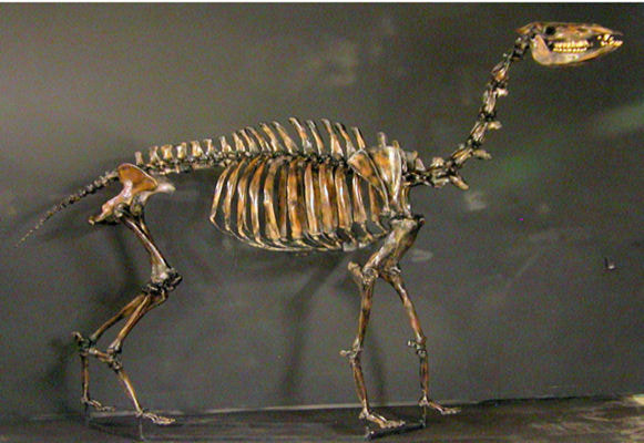 yesterdays camel skeleton cast