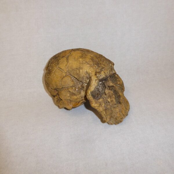 knm-er-1474 skull replica right H1JW5