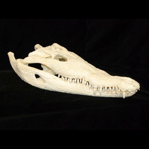 american crocodile small skull bright