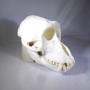 crab eating macaque male skull