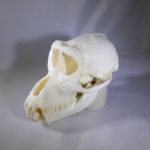 crab-eating-macaque-male-skull-facing-left-CADJL0037