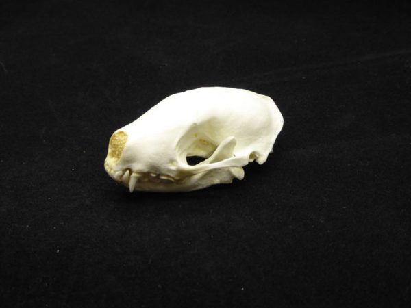 hooded skunk skull replica