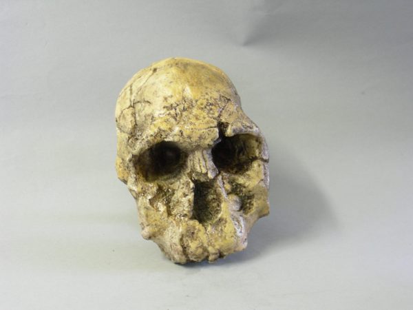 knm-er 1474 skull replica