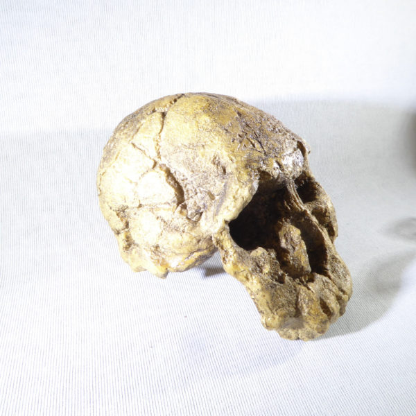 knm-er 1474 skull replica facing right
