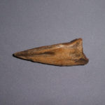 stuthiomimus-dinosaur-claw-replica-side-view-CL18