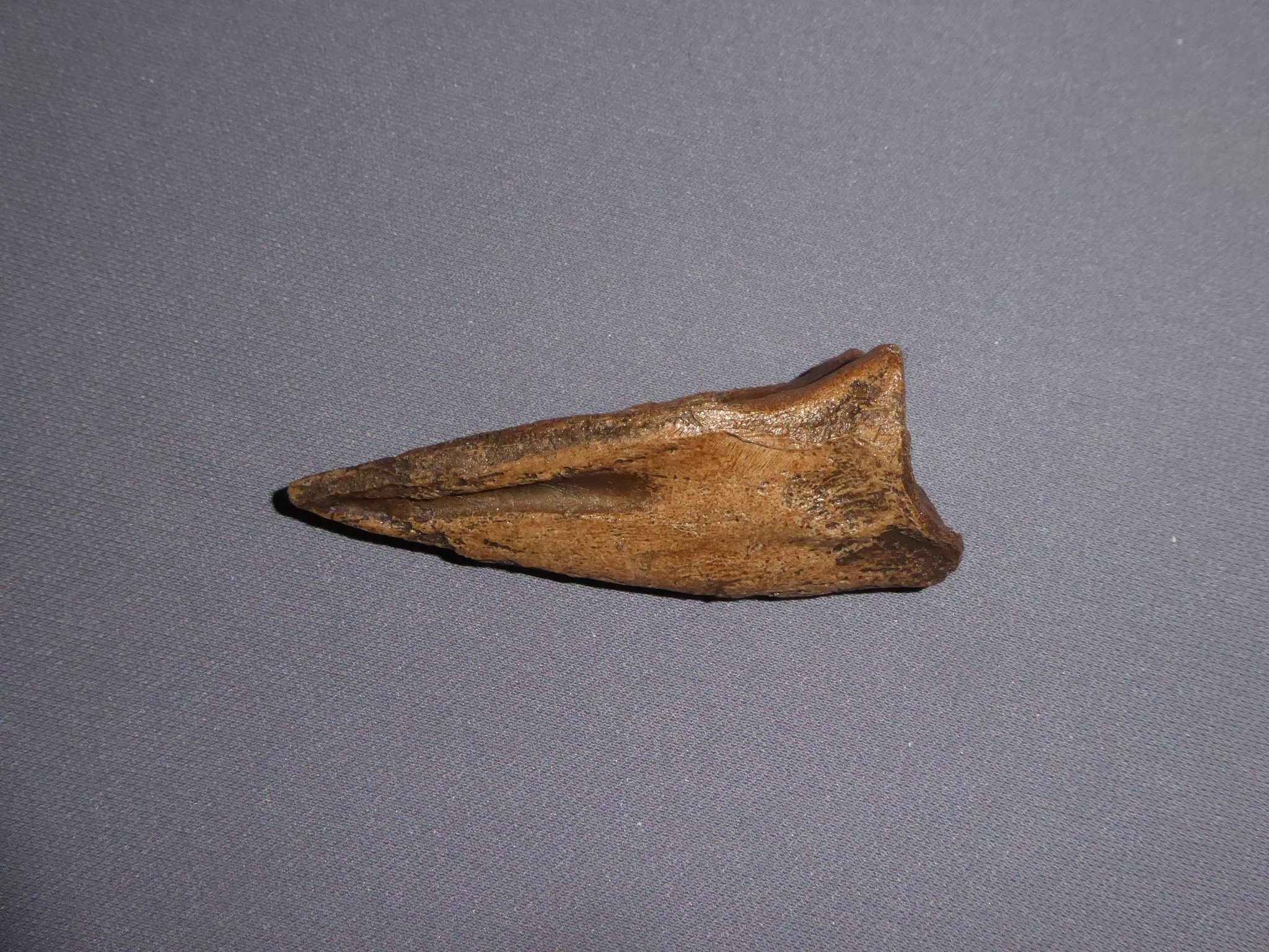 Struthiomimus Dinosaur Claw Replica For Sale