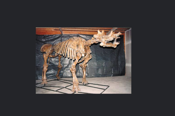 uintatherium unmounted skeleton replica