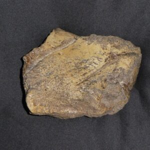 Edmontosaurus Digit Replica TG017