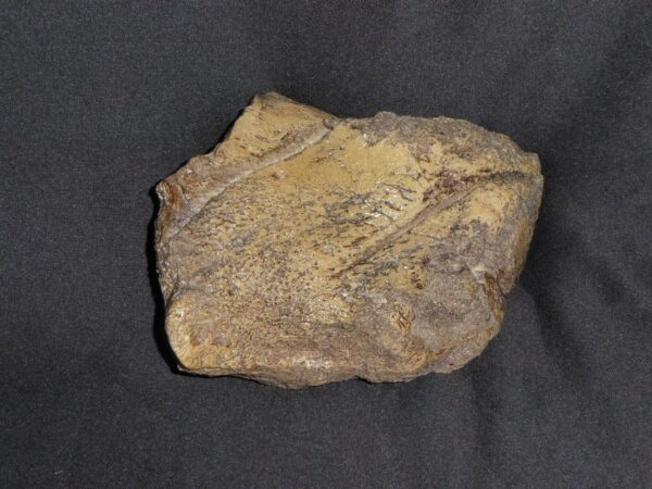 Edmontosaurus Digit Replica TG017