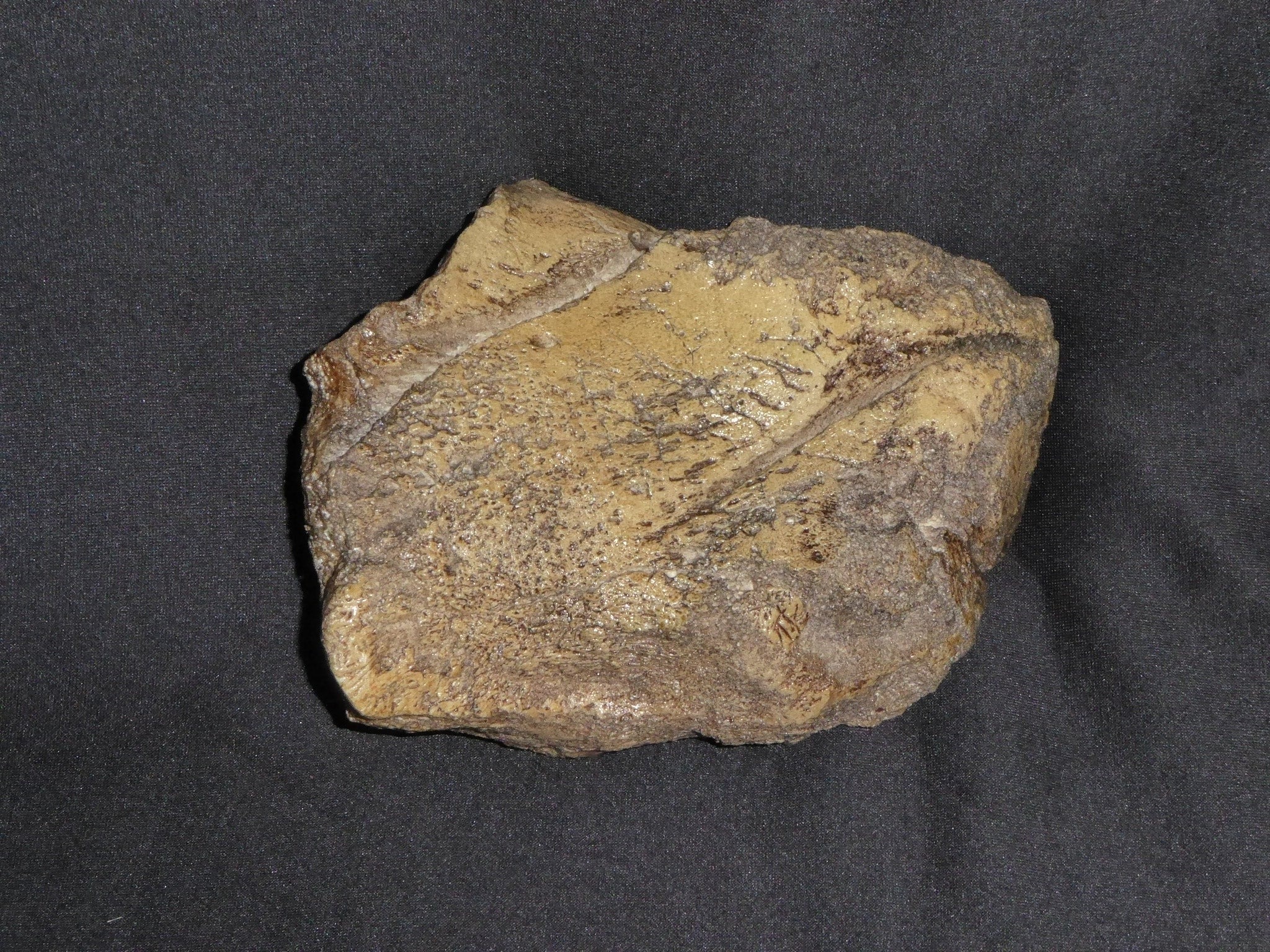 Edmontosaurus-Digit-Replica-2-RF017
