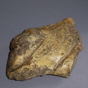 edmontosaurus digit replica
