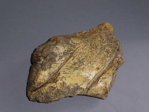 edmontosaurus digit replica