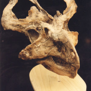 protoceratops dinosaur skull replica front view