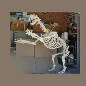 Saber-toothed cat skeleton replica standing. Museum-quality polyurethane resin cast.