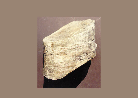 calamites tree trunk fossil