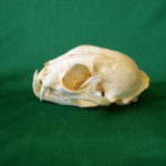 canadian lynx male skull