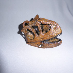 carnotaurus skull facing right