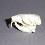 common-pocket-gopher-skull-RS492