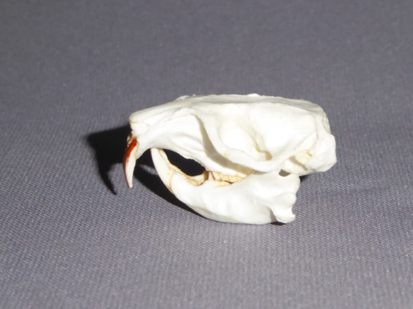 common pocket gopher skull
