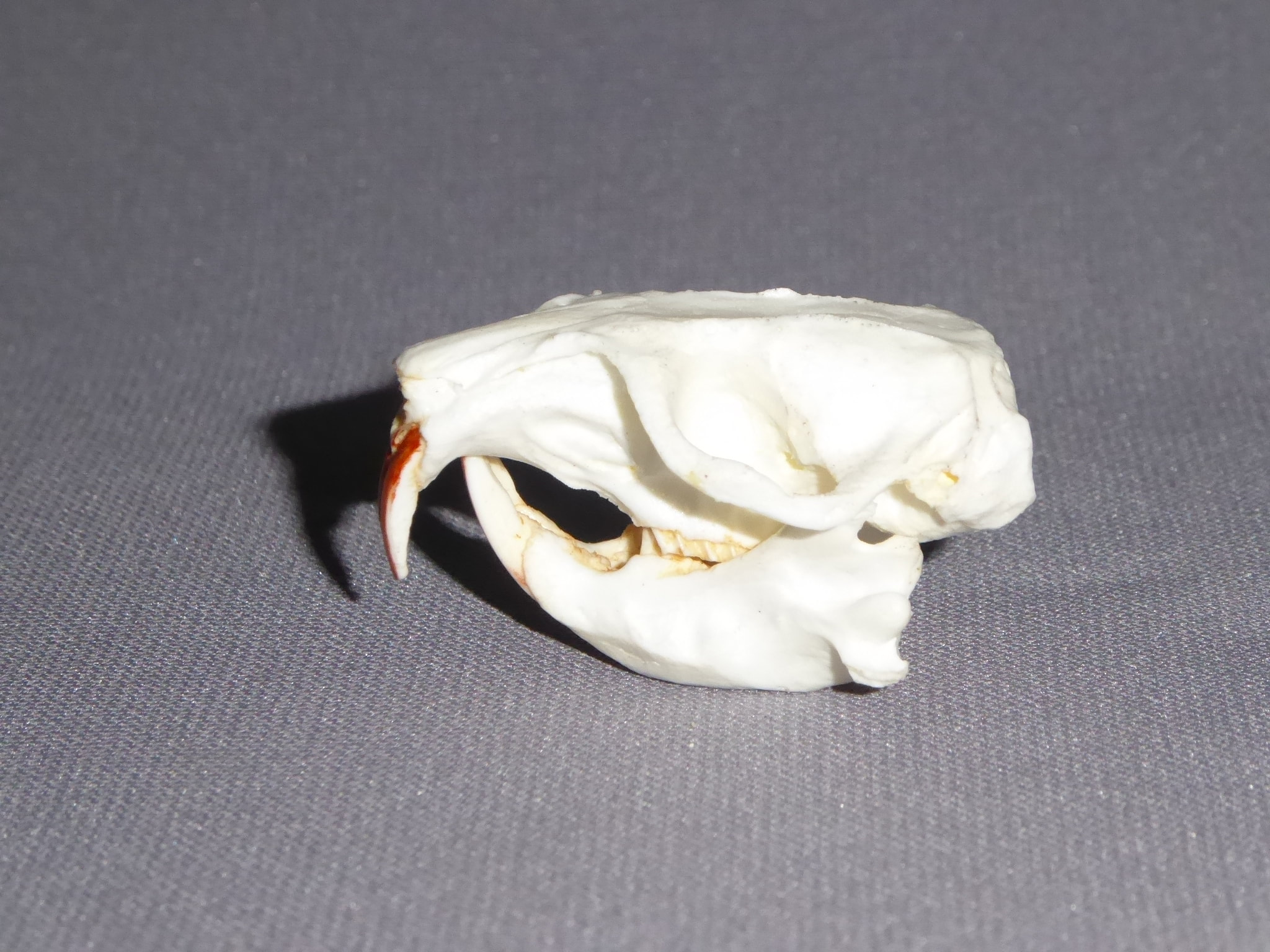Common Pocket Gopher Skull SkeletonsAndSkullsSuperstore