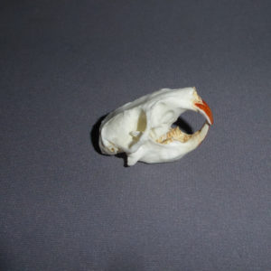 common pocket gopher skull facing right