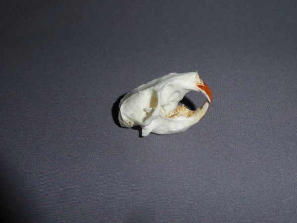 common pocket gopher skull facing right