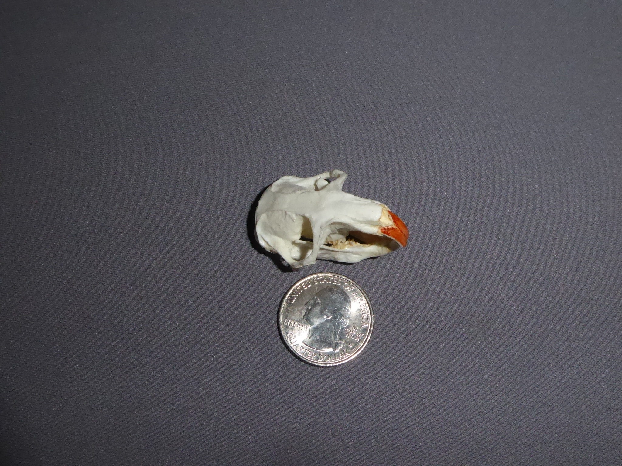 Common Pocket Gopher Skull SkeletonsAndSkullsSuperstore