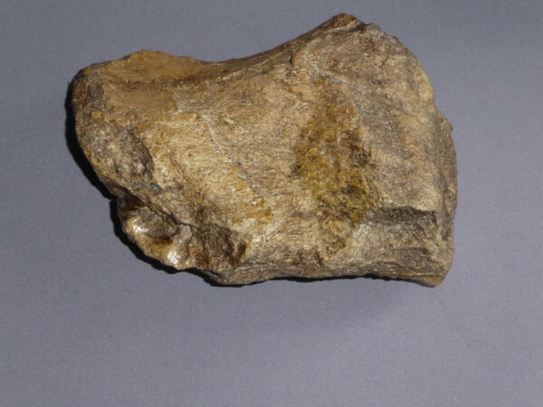 edmontosaurus clawed digit reverse side RF017