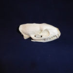egyptian mongoose skull replica