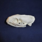 egyptian-mongoose-skull-replica-facing-left-CA12221