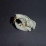giant-pocket-gopher-skull-CA14104